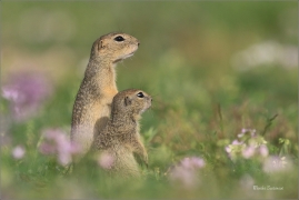 <p>SYSEL OBECNÝ (Spermophilus citellus) --- /European ground squirrel - Europäisches Ziesel/</p>